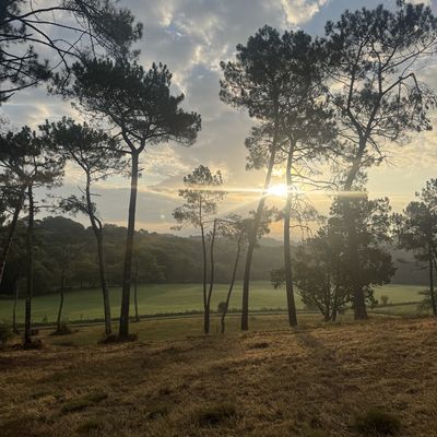 For&ecirc;t de pins au Pays basque